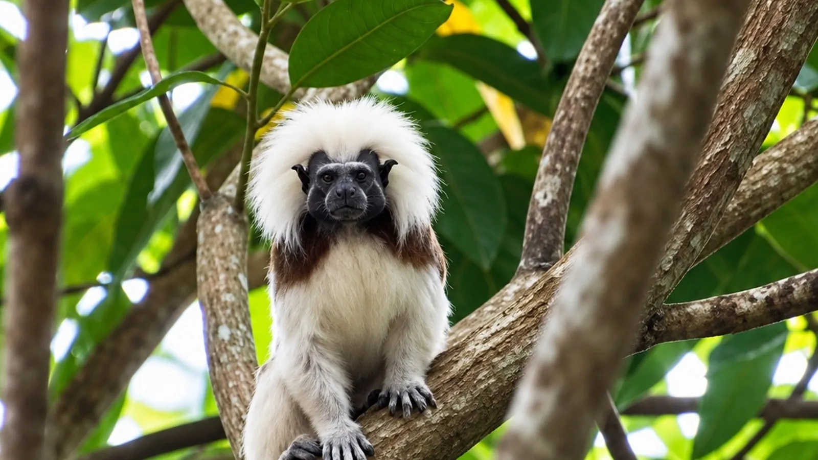 Tití cabeciblanco - avistamiento de fauna